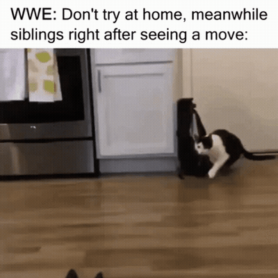 Black And White Cats Playing WWE Don't Try At Home GIF