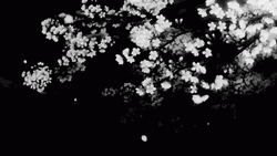 Black And White Cherry Blossoms Aesthetic Minimalist  GIF