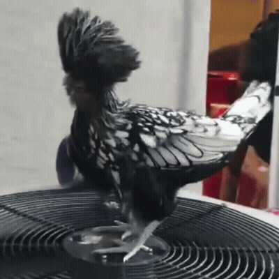 Black And White Chicken Standing On Air Conditioner GIF