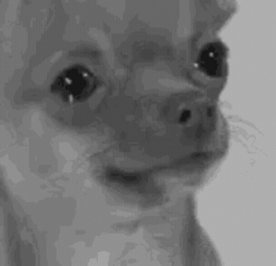 Black And White Chihuahua Making Funny Face GIF