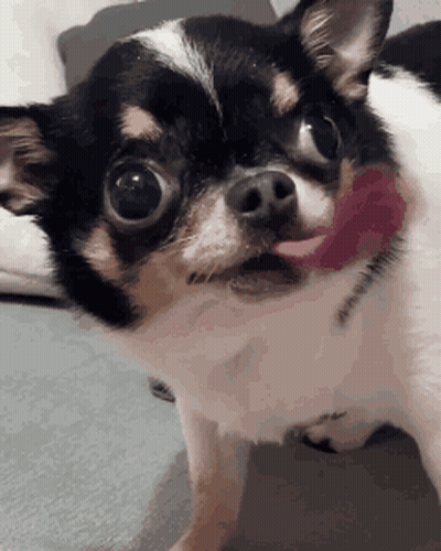 Black And White Chihuahua With Red Collar Sticking Tongue Out GIF