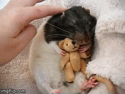 Black And White Chinchilla Hugging Toy GIF