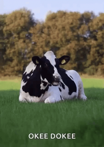 Black And White Cow Laying In Grass Saying Okee Dokee GIF