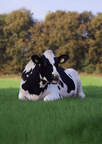 Black And White Cow Laying In Grassy Field GIF