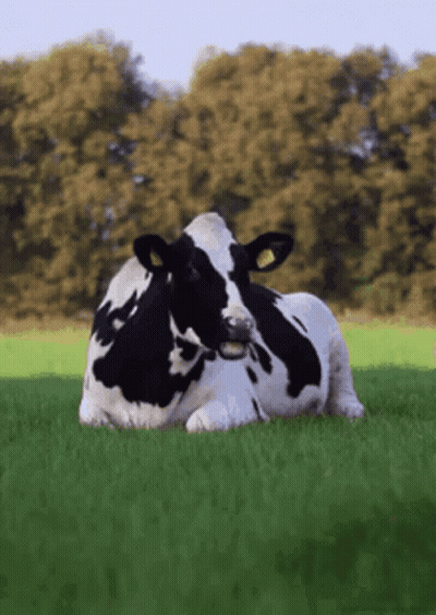 Black And White Cow Laying In Grassy Field GIF