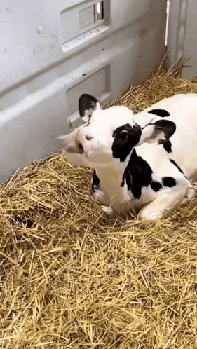 Black And White Cow Laying In Hay GIF