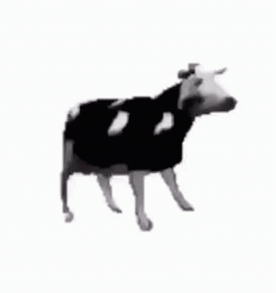 Black And White Cow Looking At Camera GIF