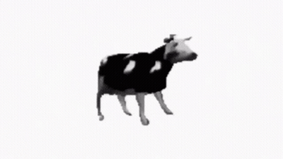Black And White Cow Looking At Camera GIF