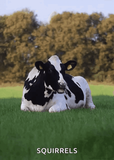 Black And White Cow Lying In Field Squirrels GIF