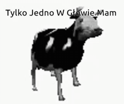 Black And White Cow Tylko Jedno W Głowie Mam GIF