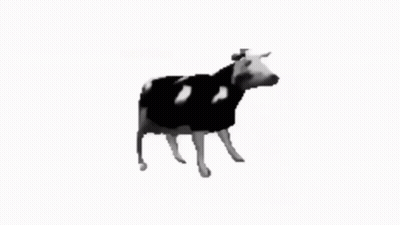 Black And White Cow With Can We Be Friend I Will Do No Harm GIF