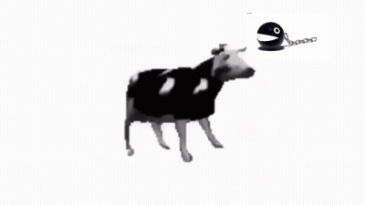 Black And White Cow With Chain GIF
