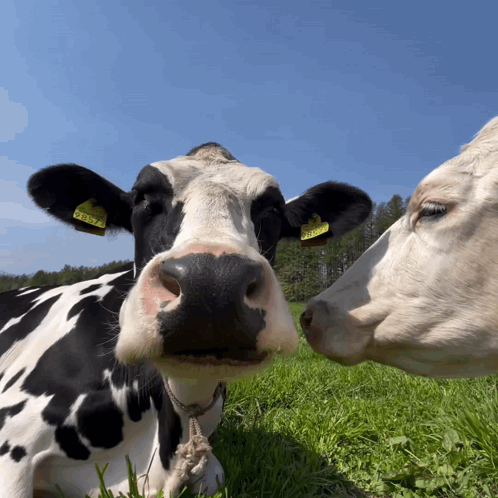 Black And White Cow With Ear Tag LN37 GIF