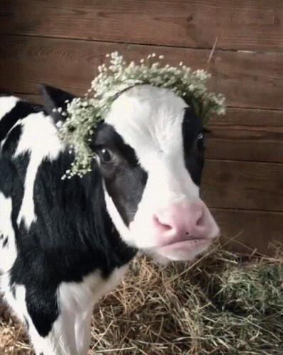 Black And White Cow With Floral Crown GIF
