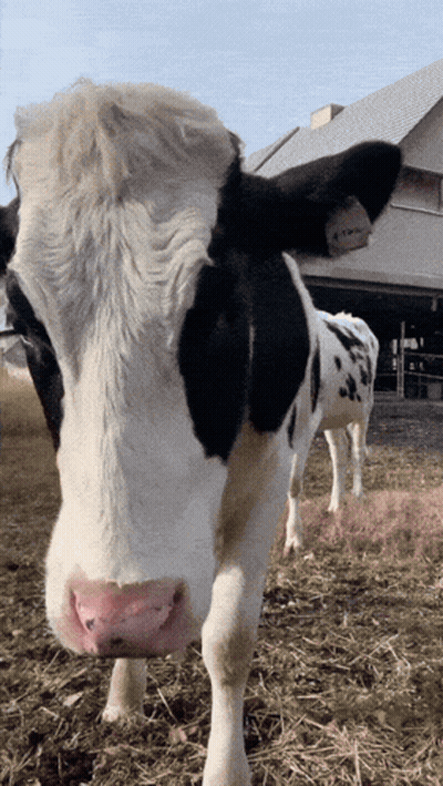 Black And White Cow With Tag Saying A GIF