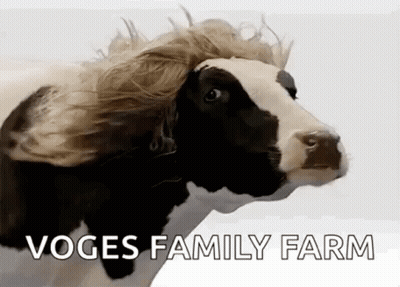 Black And White Cow With Wig GIF