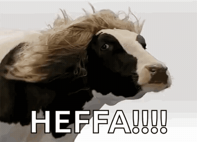 Black And White Cow With Wig GIF