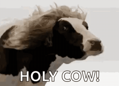Black And White Cow With Wig GIF