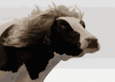 Black And White Cow With Wig GIF