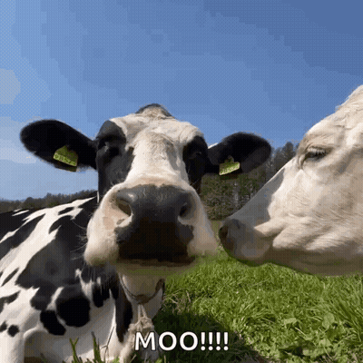 Black And White Cow With Wig GIF