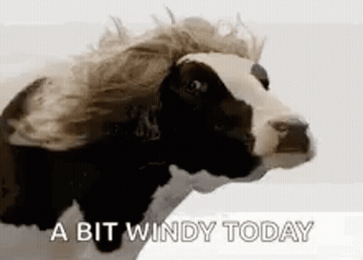 Black And White Cow With Wig In Wind GIF