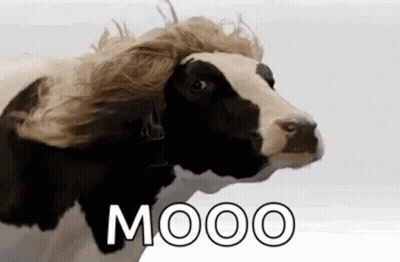 Black And White Cow With Wig GIF