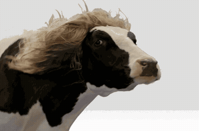Black And White Cow With Wig GIF