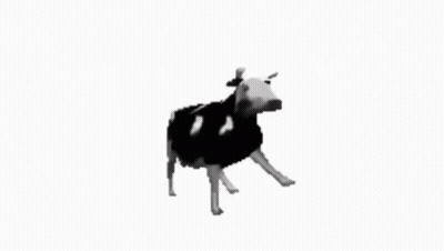 Black And White Cow GIF