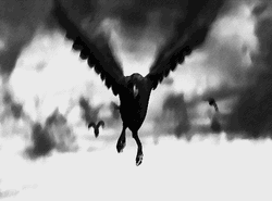 Black And White Crow Disappearing GIF