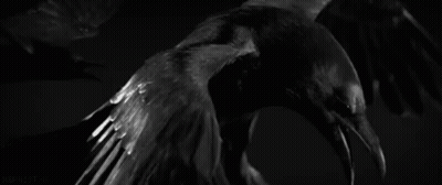 Black And White Crow Wings Outstretched In Dark GIF