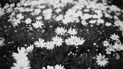 Black And White Daisy Field GIF