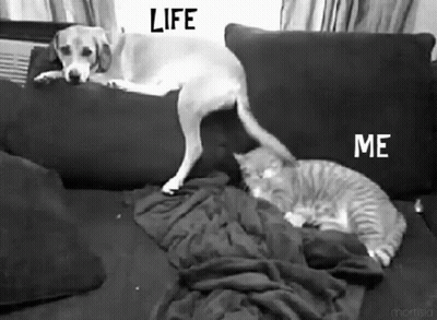 Black And White Dog And Cat On Couch Life And Me GIF