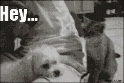 Black And White Dog And Cat Saying Hey GIF