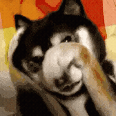 Black And White Dog Covering Face With Paws GIF