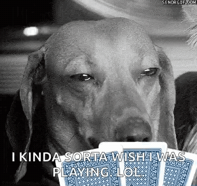 Black And White Dog Holding Playing Cards GIF