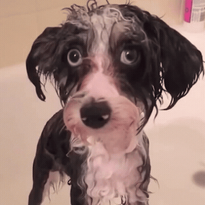Black And White Dog In Bathtub With Soap GIF