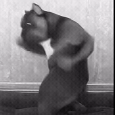 Black And White Dog In Front Of Window GIF