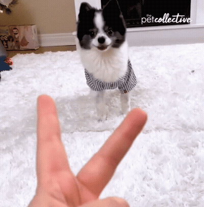 Black And White Dog In Striped Shirt By Fireplace Petcollective GIF