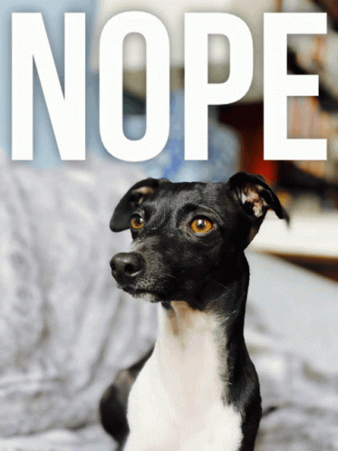 Black And White Dog Laying On Bed Nope GIF