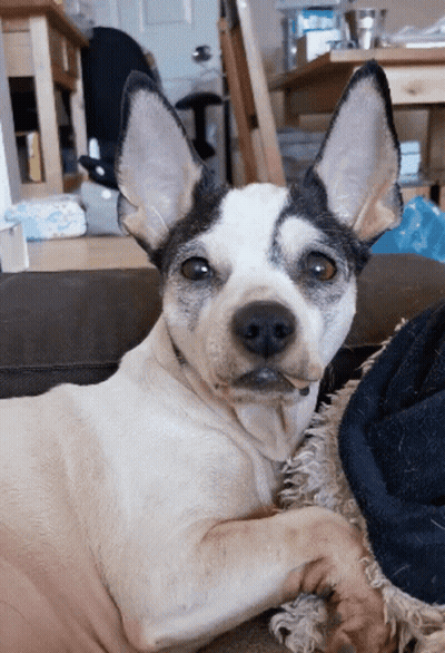 Black And White Dog Laying On Couch GIF