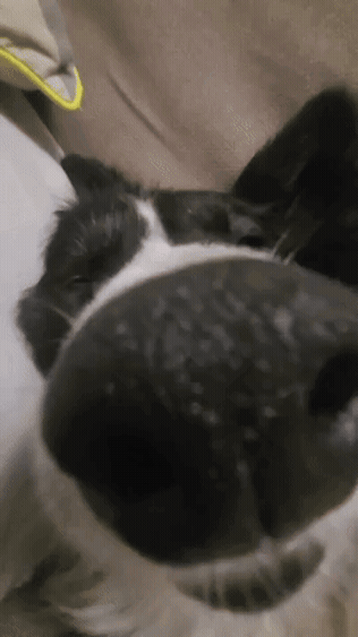 Black And White Dog Laying On Couch GIF