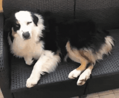 Black And White Dog Laying On Couch GIF