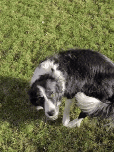 Black And White Dog Laying On Grass GIF