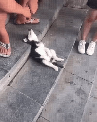 Black And White Dog Laying On Sidewalk Next To Person In Flip Flops GIF