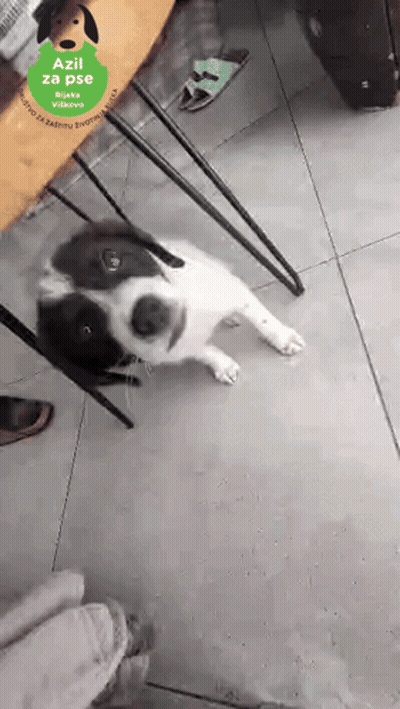 Black And White Dog Laying On Tiled Floor Next To Table With Green Label Saying Azil Za Pse GIF