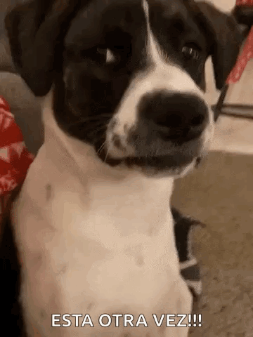 Black And White Dog Looking At Camera Saying Esta Otra Vez GIF