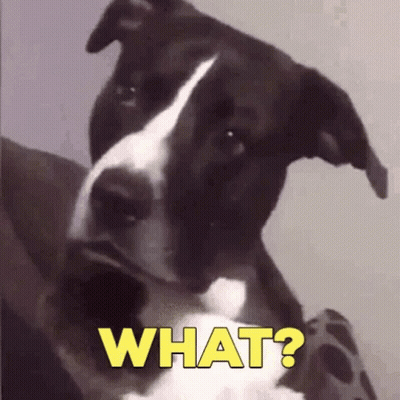 Black And White Dog Looking At Camera Saying What GIF