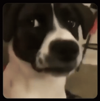 Black And White Dog Looking At Camera Seriously GIF