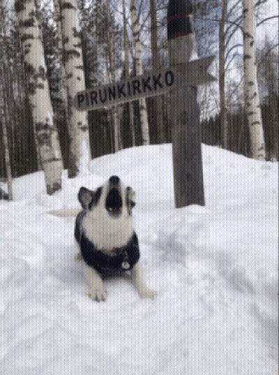 Black And White Dog Lying In Snow Pirunkirkko GIF