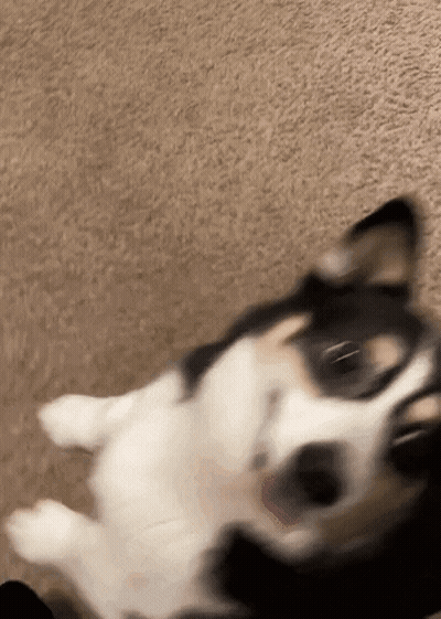 Black And White Dog Lying On Back GIF